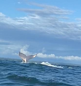 Travesías Ballenas y Manglares