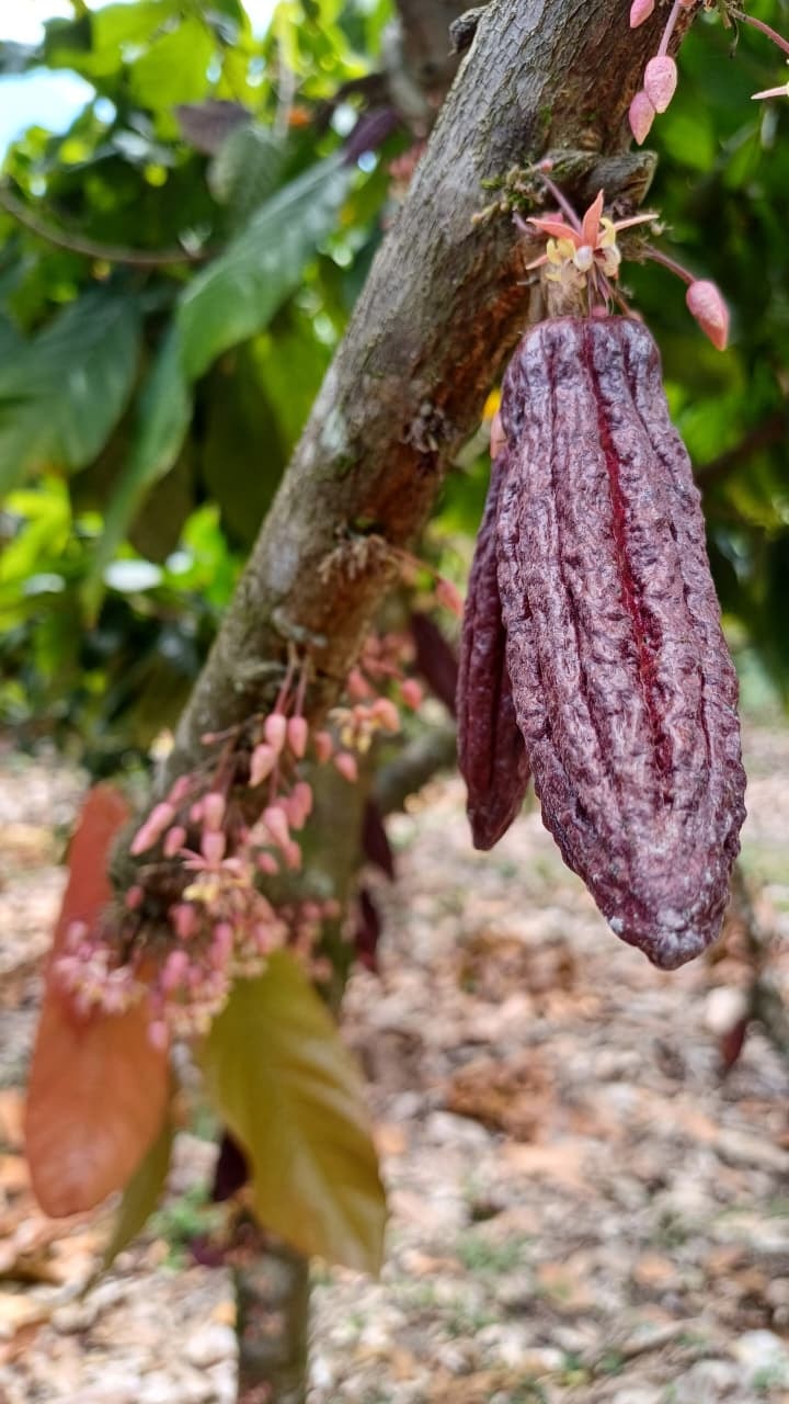 Travesías de Café y Cacao